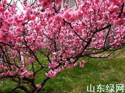 点此在新窗口浏览图片